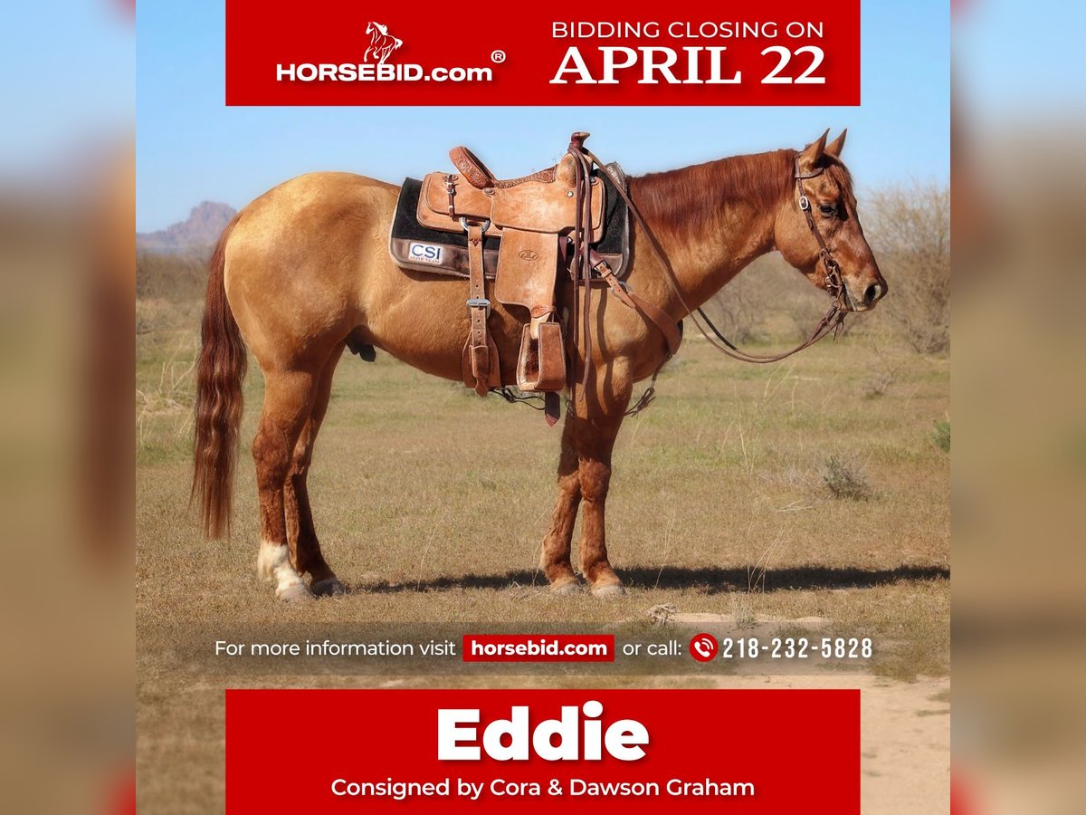 Quarter horse américain Hongre 4 Ans 150 cm Isabelle in Eloy, AZ