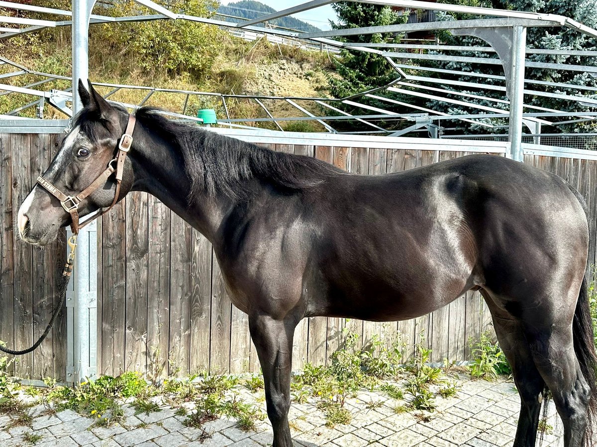 Quarter horse américain Hongre 4 Ans 150 cm Noir in Sankt Leonhard in Passeier