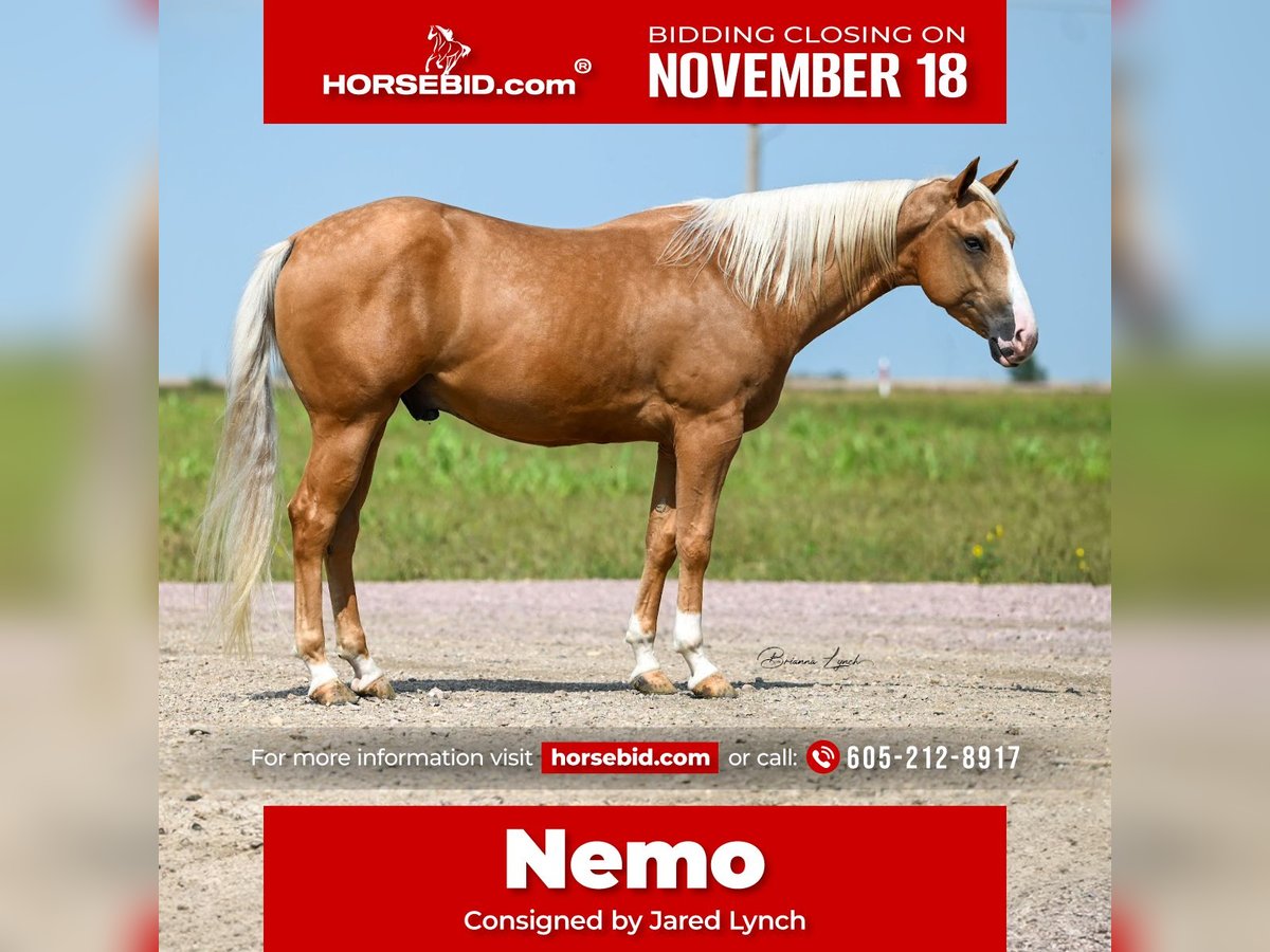 Quarter horse américain Hongre 4 Ans 150 cm Palomino in Canistota