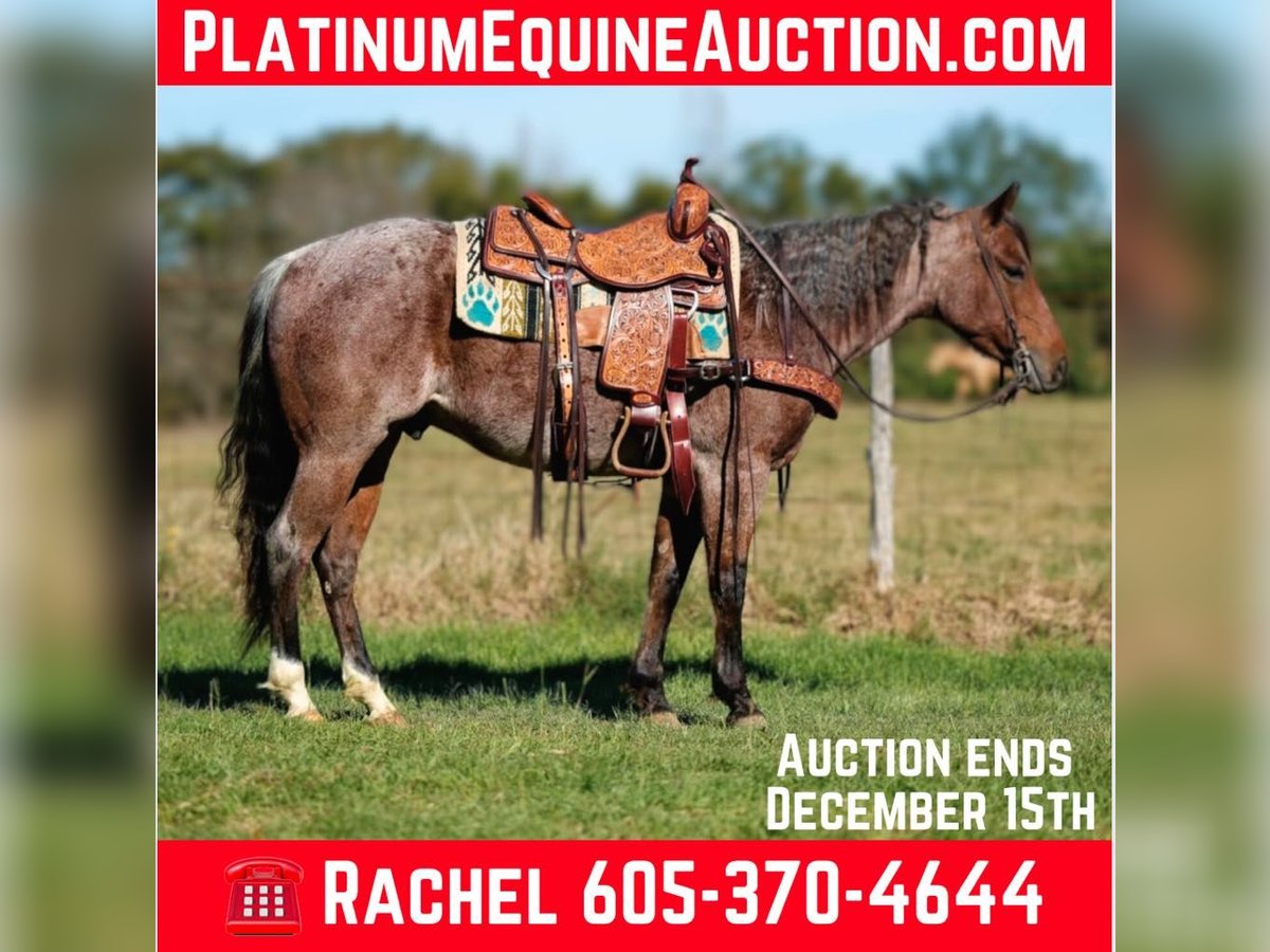 Quarter horse américain Hongre 4 Ans 150 cm Roan-Bay in Rusk Tx