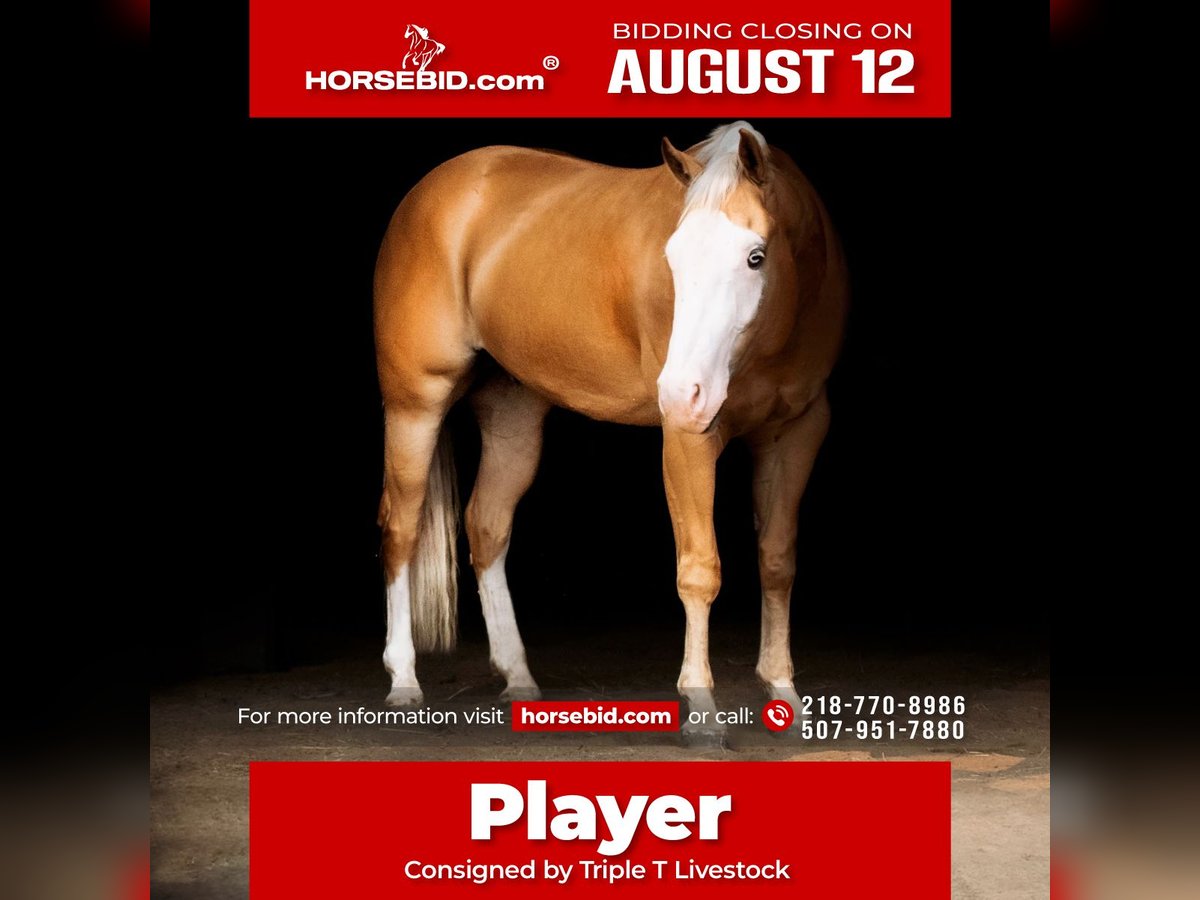 Quarter horse américain Hongre 4 Ans 152 cm Palomino in Nevis, MN