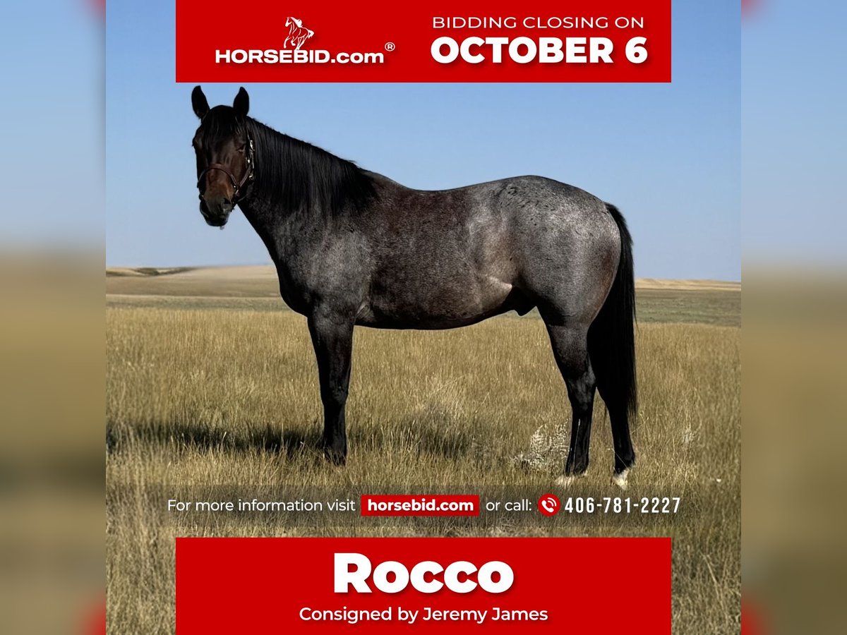 Quarter horse américain Hongre 4 Ans 152 cm Roan-Bay in Power