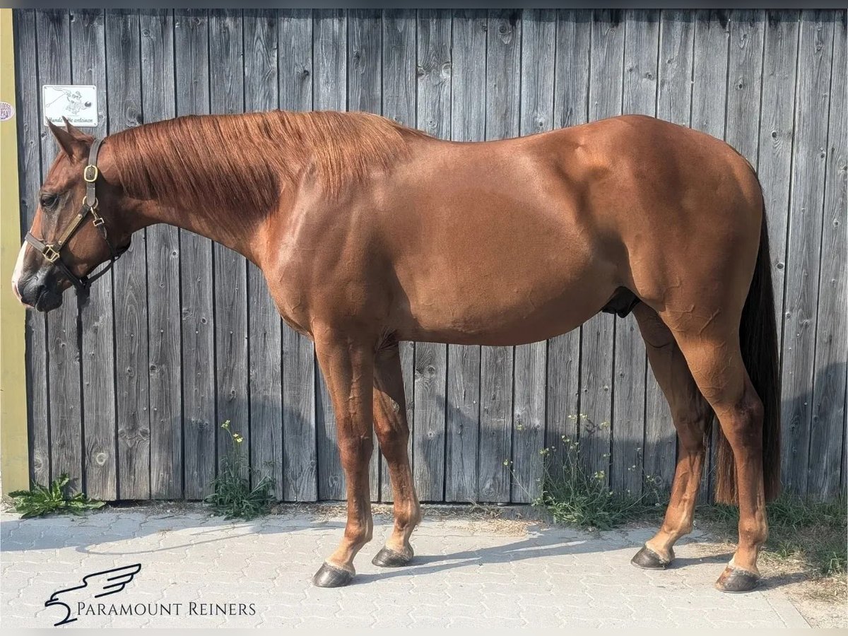 Quarter horse américain Hongre 4 Ans 153 cm Alezan in Büttelborn