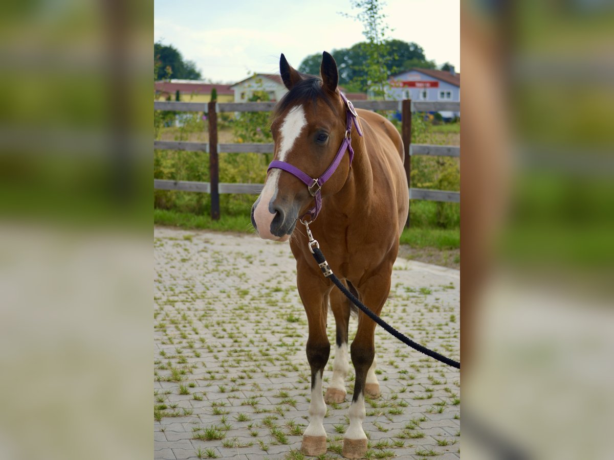 Quarter horse américain Hongre 4 Ans 155 cm Bai in T&#xE4;nnesberg