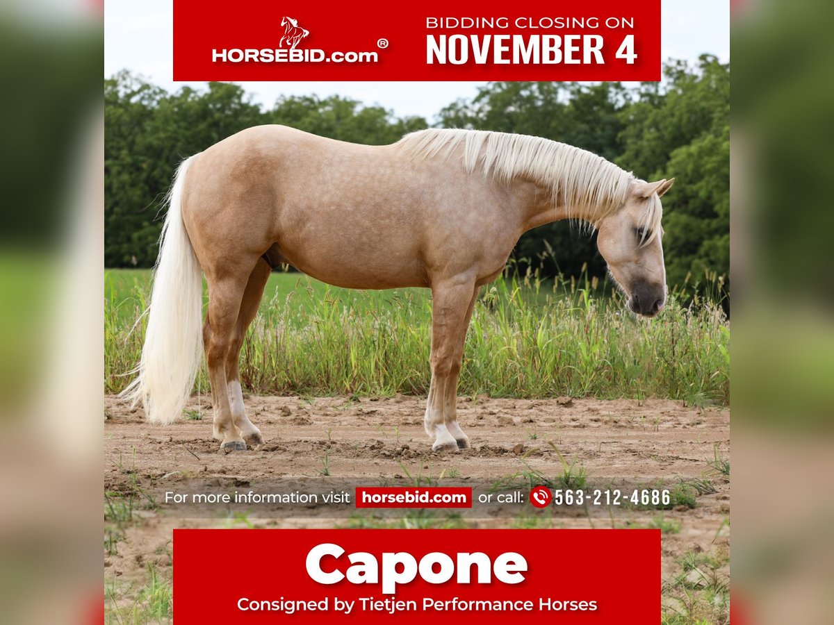 Quarter horse américain Hongre 4 Ans 155 cm Palomino in Bellevue