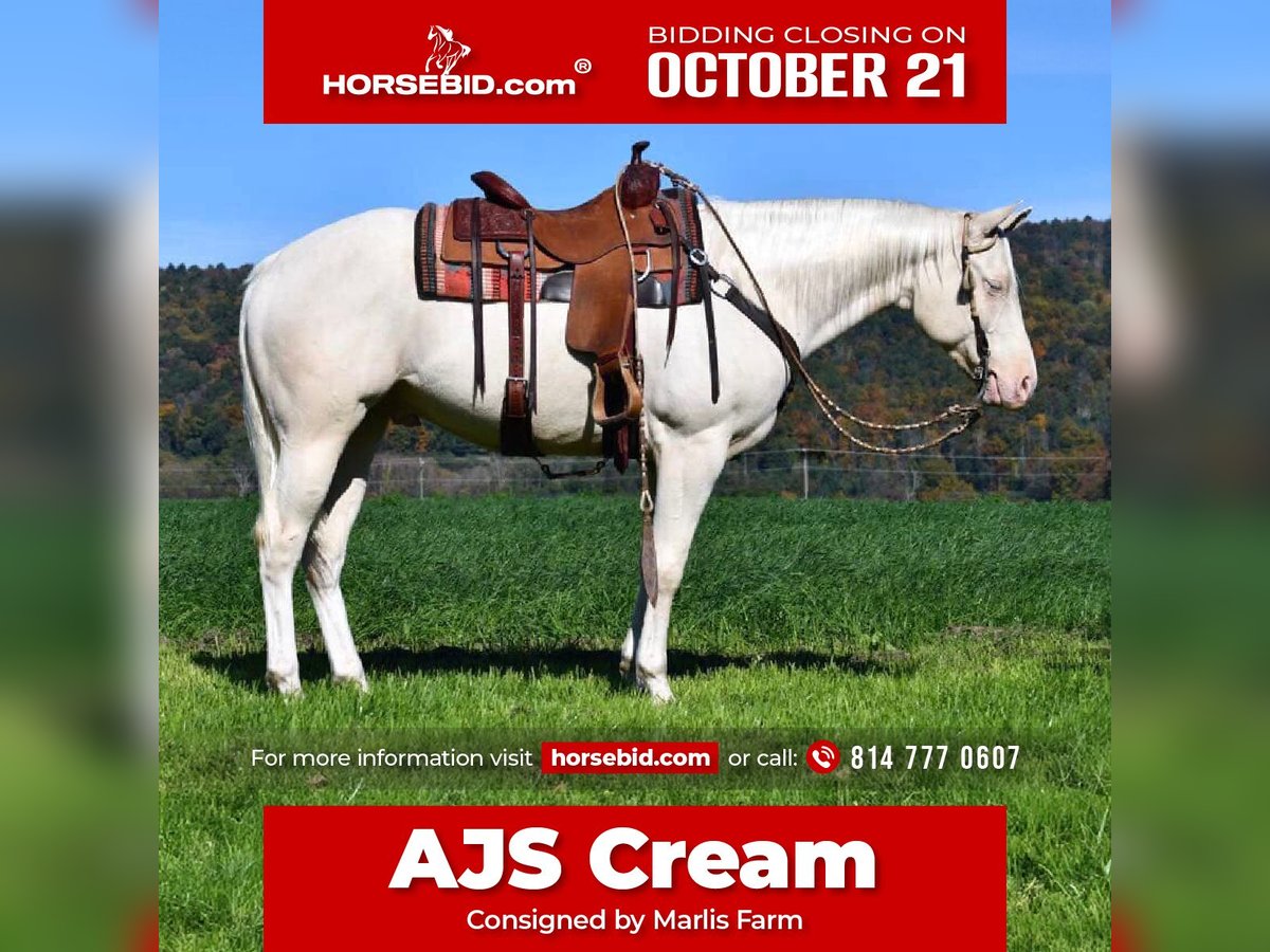 Quarter horse américain Hongre 4 Ans 157 cm Cremello in Rebersburg, PA