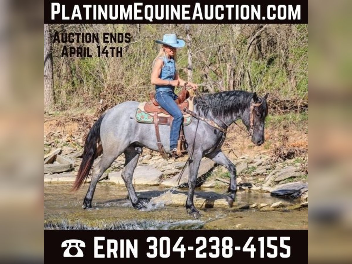 Quarter horse américain Hongre 4 Ans 157 cm Rouan Bleu in FLEMINGSBURG, KY