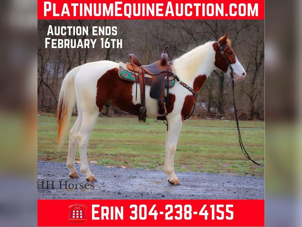 Quarter horse américain Hongre 4 Ans 163 cm Tobiano-toutes couleurs in Flemingsburg, Ky