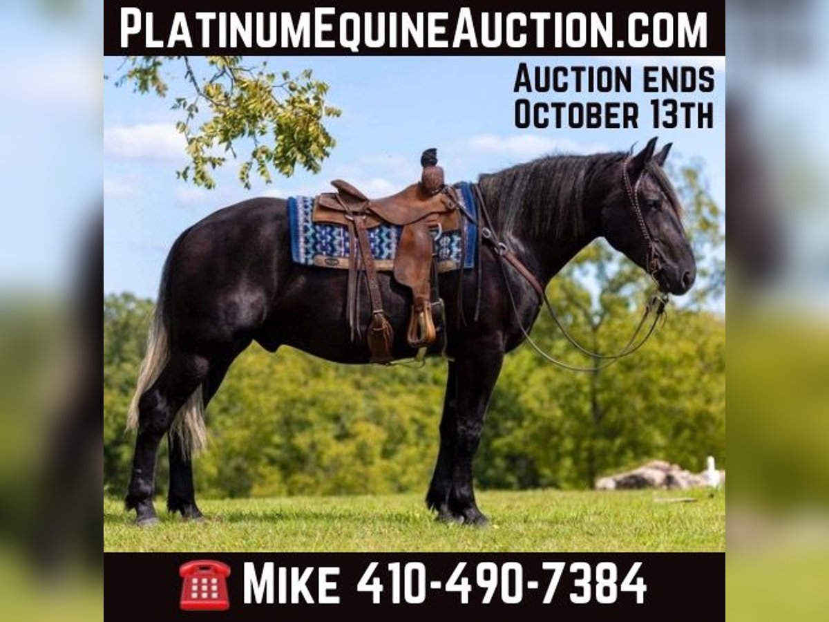 Quarter horse américain Hongre 4 Ans 165 cm Noir in Mountain Grove MO