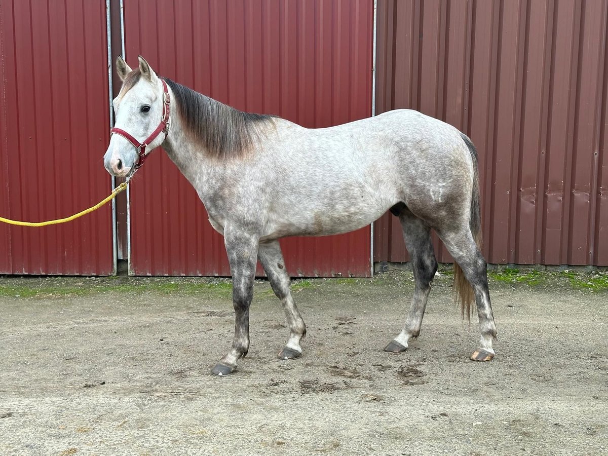 Quarter horse américain Hongre 4 Ans Gris in Herentals