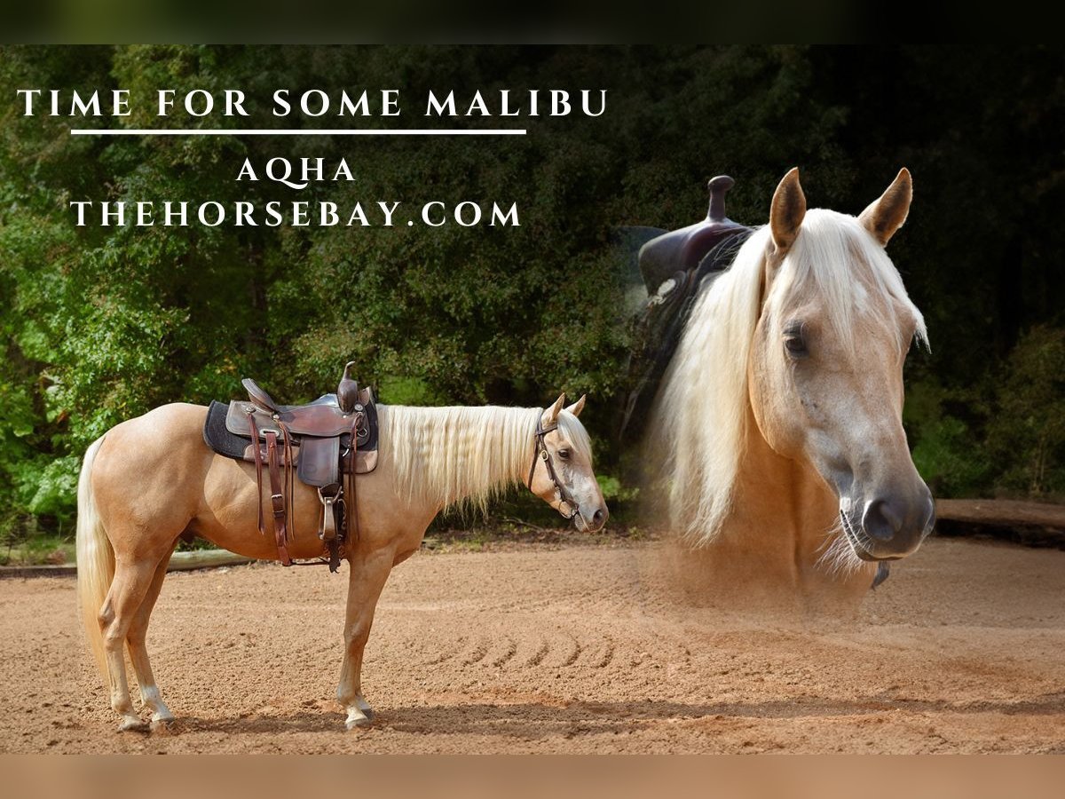 Quarter horse américain Hongre 4 Ans Palomino in Eatonton, GA