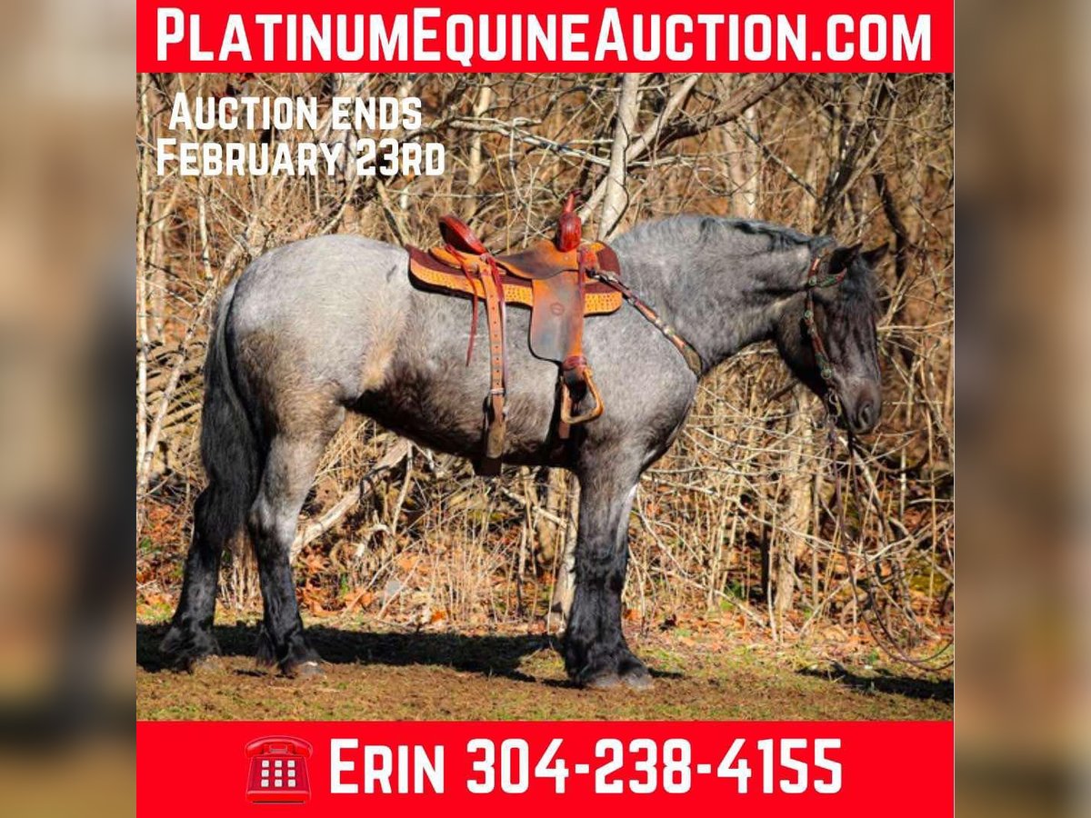 Quarter horse américain Hongre 4 Ans Rouan Bleu in Flemingsburg KY