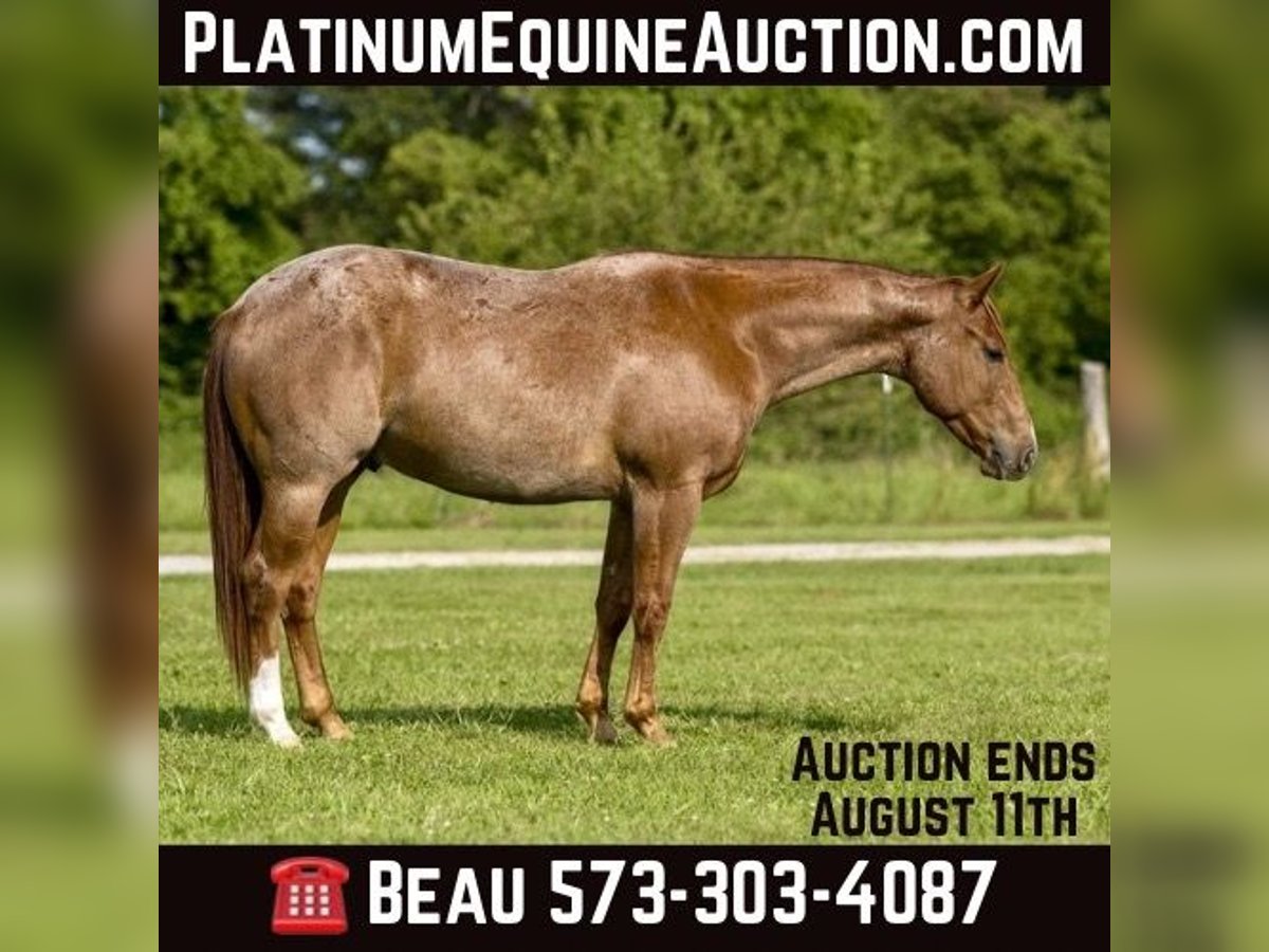 Quarter horse américain Hongre 4 Ans Rouan Rouge in Canyon TX