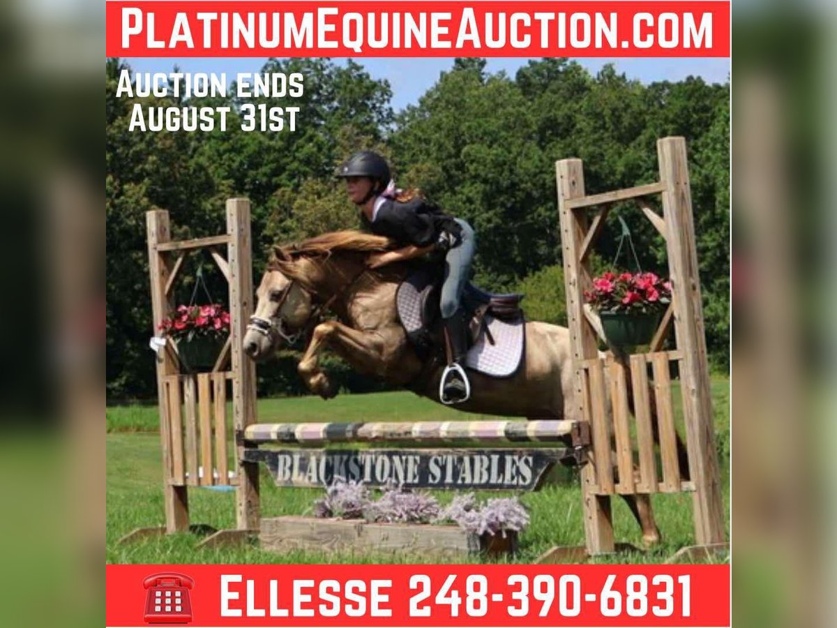 Quarter horse américain Hongre 5 Ans 124 cm Champagne in Howell, MI