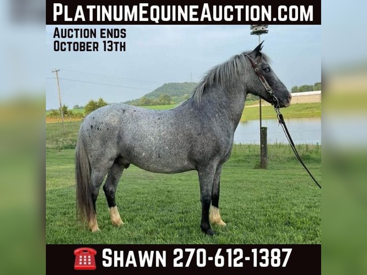 Quarter horse américain Hongre 5 Ans 135 cm Rouan Bleu in Cave City KY