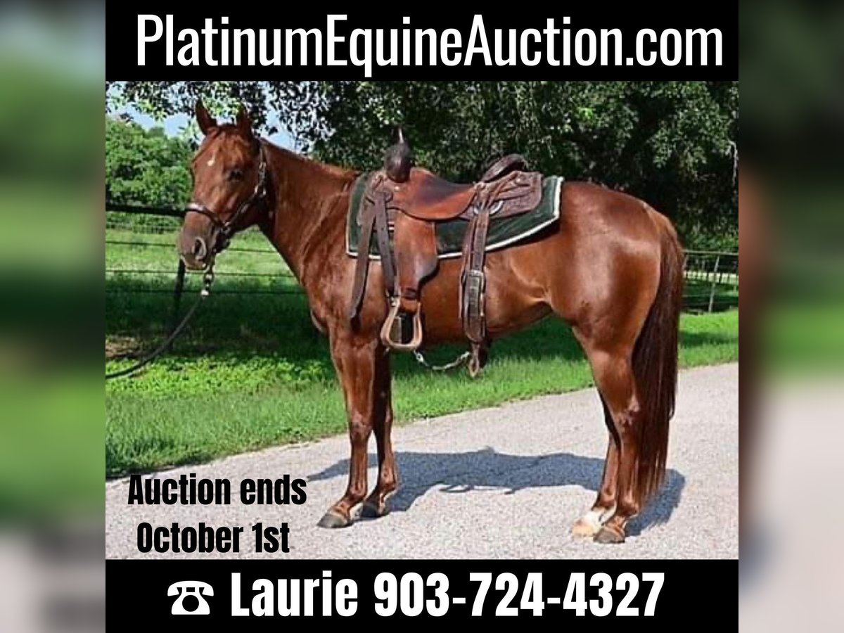 Quarter horse américain Hongre 5 Ans 140 cm Alezan brûlé in Athens TX