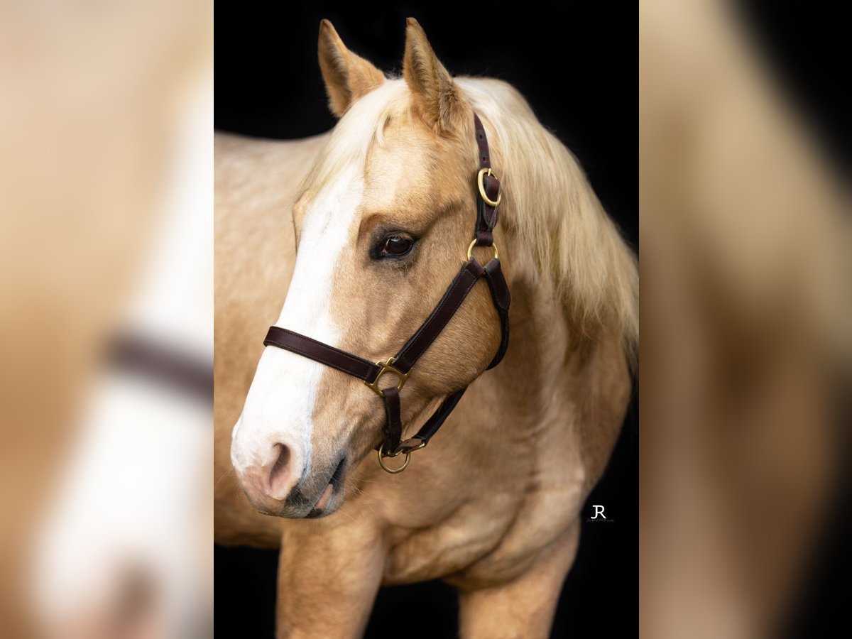 Quarter horse américain Hongre 5 Ans 146 cm Palomino in Gaggenau