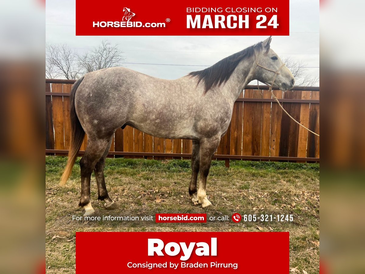 Quarter horse américain Hongre 5 Ans 147 cm Gris in Hico, TX