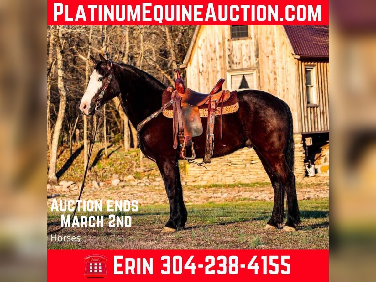 Quarter horse américain Hongre 5 Ans 147 cm Noir in Flemingsburg KY