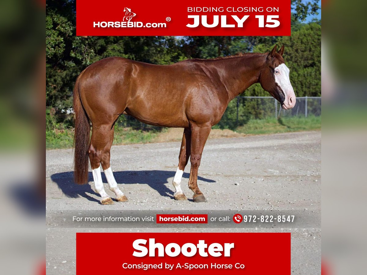 Quarter horse américain Croisé Hongre 5 Ans 150 cm Alezan cuivré in Kaufman