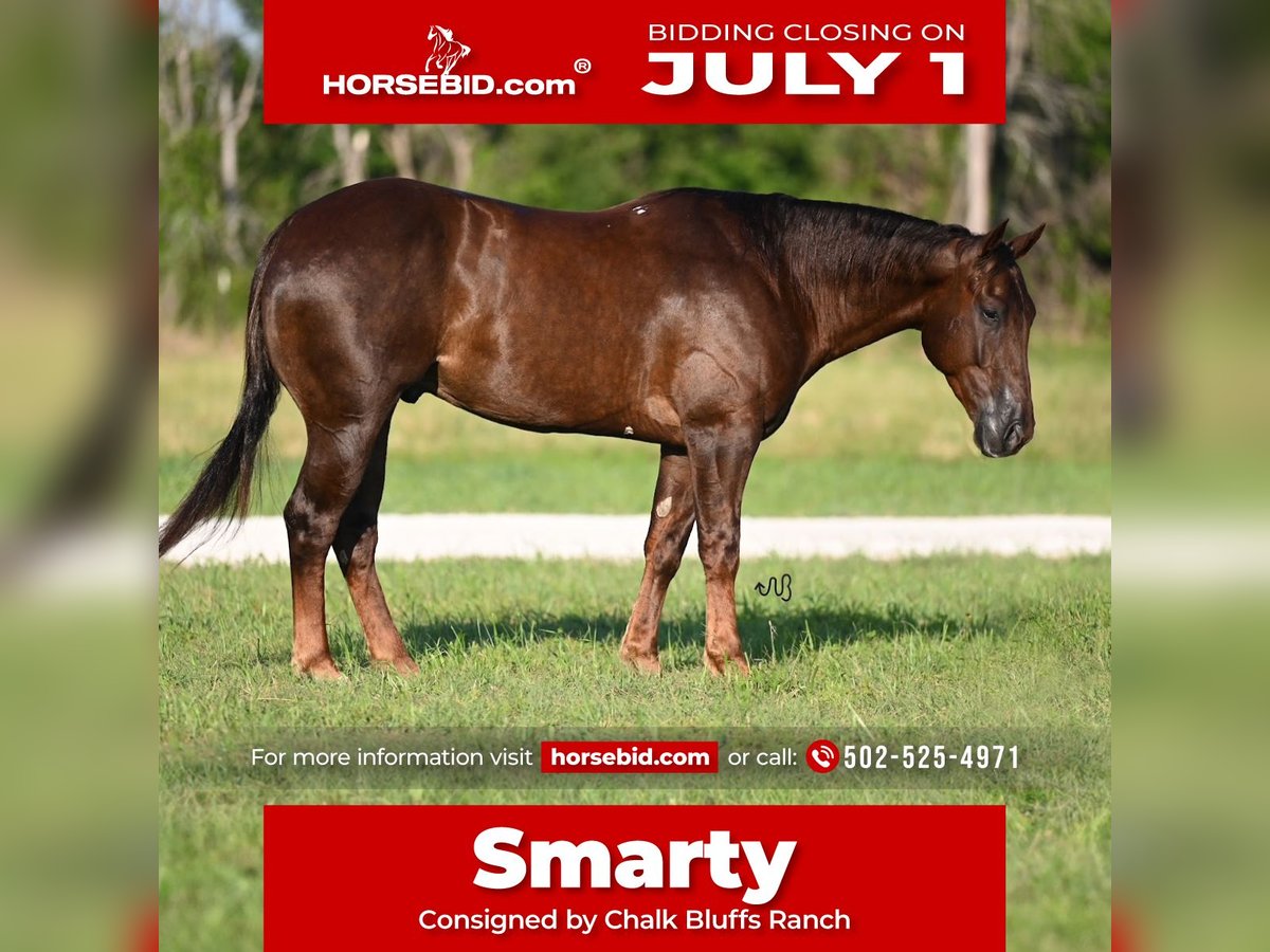 Quarter horse américain Hongre 5 Ans 150 cm Alezan cuivré in Waco, TX