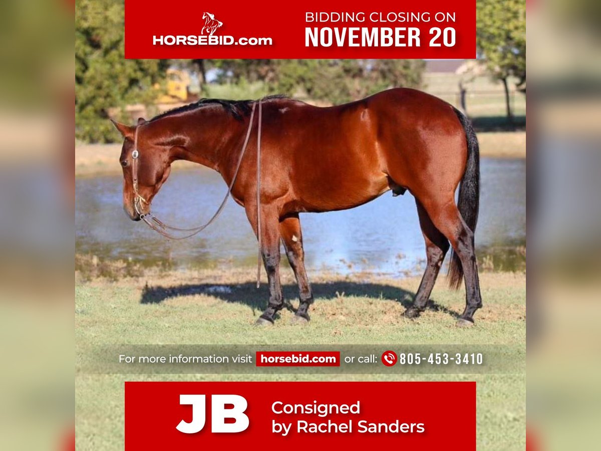 Quarter horse américain Hongre 5 Ans 150 cm Bai cerise in Joshua, TX