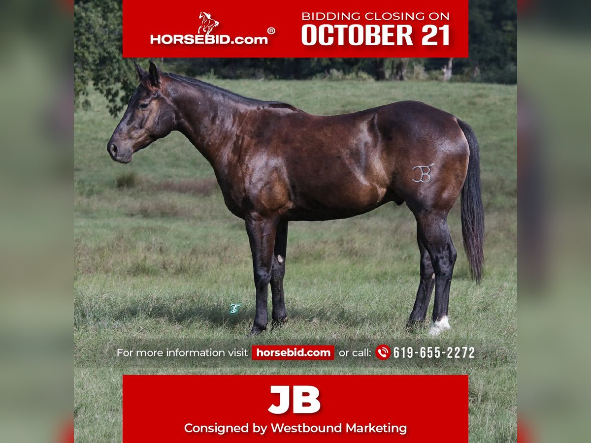 Quarter horse américain Hongre 5 Ans 150 cm Bai in Carthage, TX