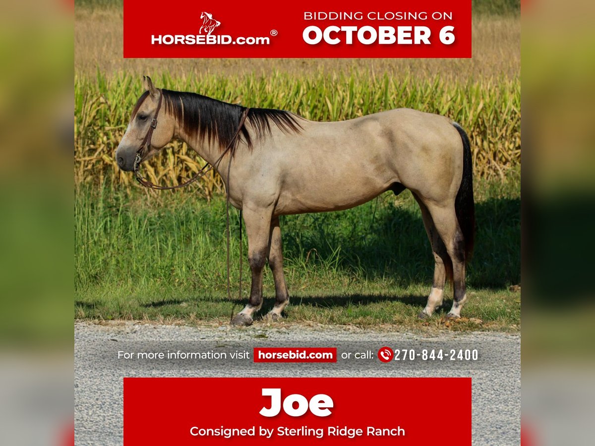 Quarter horse américain Hongre 5 Ans 150 cm Buckskin in Henderson