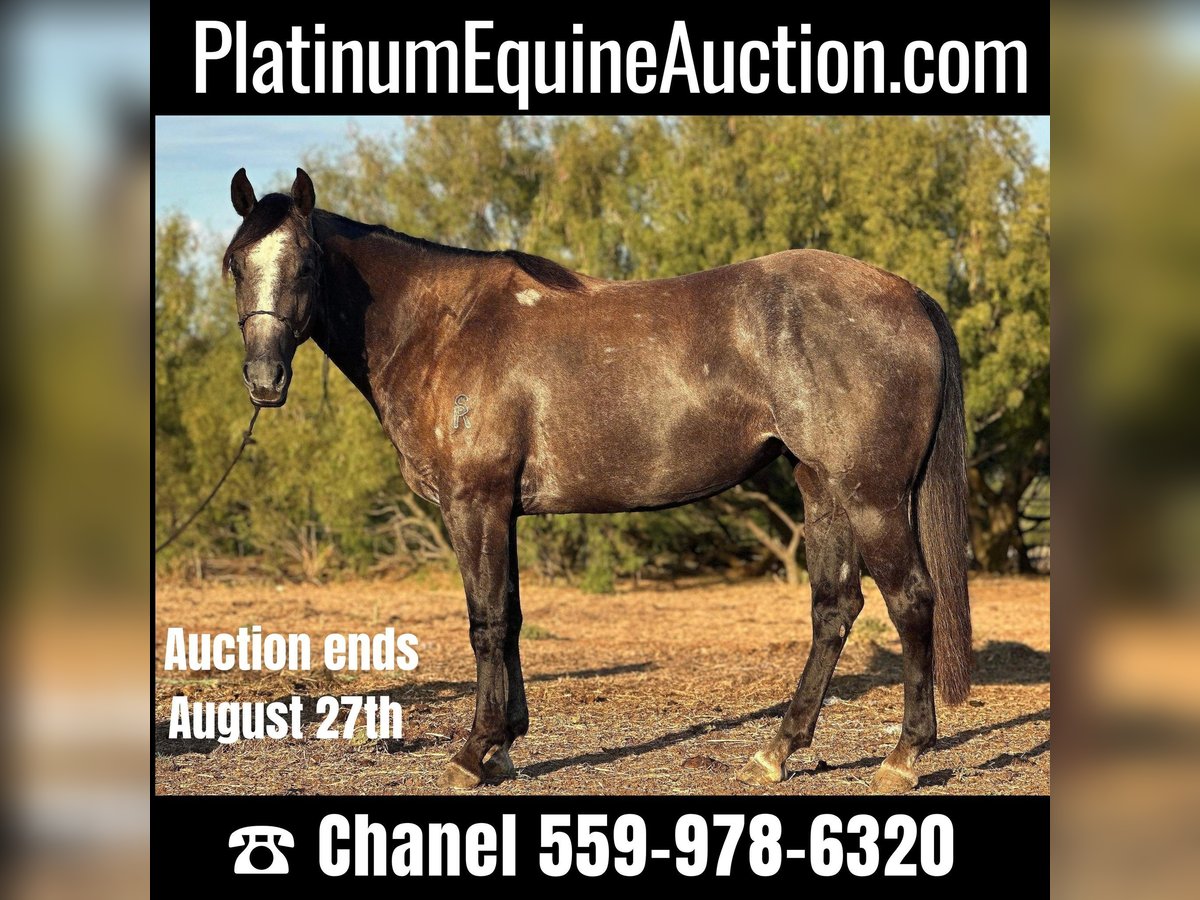 Quarter horse américain Hongre 5 Ans 150 cm Gris in Byers TX