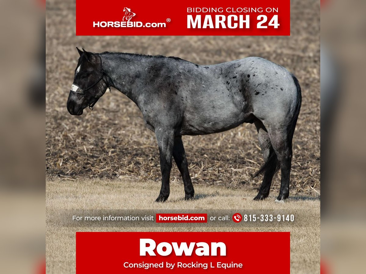 Quarter horse américain Hongre 5 Ans 150 cm Rouan Bleu in Joy, IL