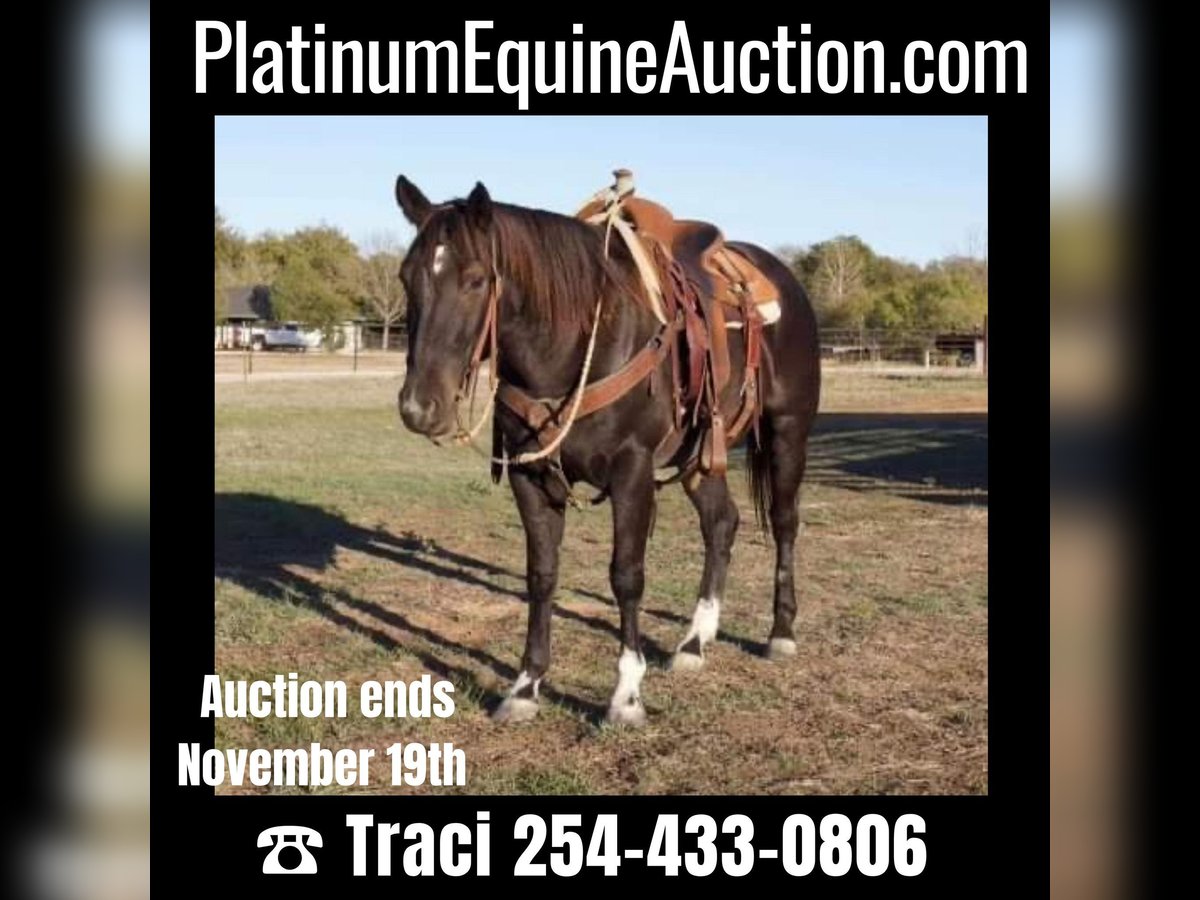 Quarter horse américain Hongre 5 Ans 150 cm Rouan Bleu in Weatherford TX