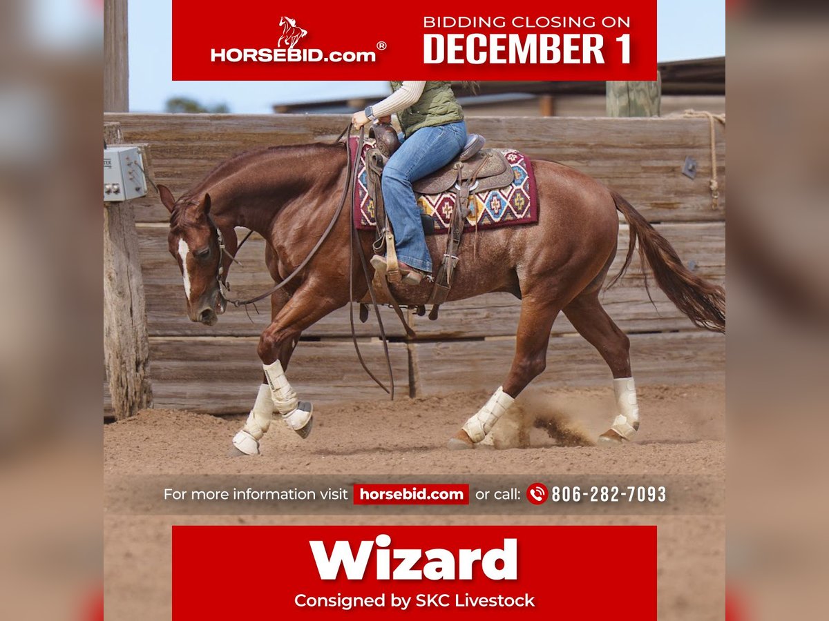 Quarter horse américain Hongre 5 Ans 152 cm Alezan cuivré in Canyon