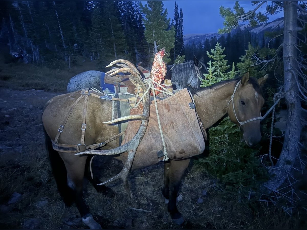 Quarter horse américain Hongre 5 Ans 152 cm Isabelle in Greenville