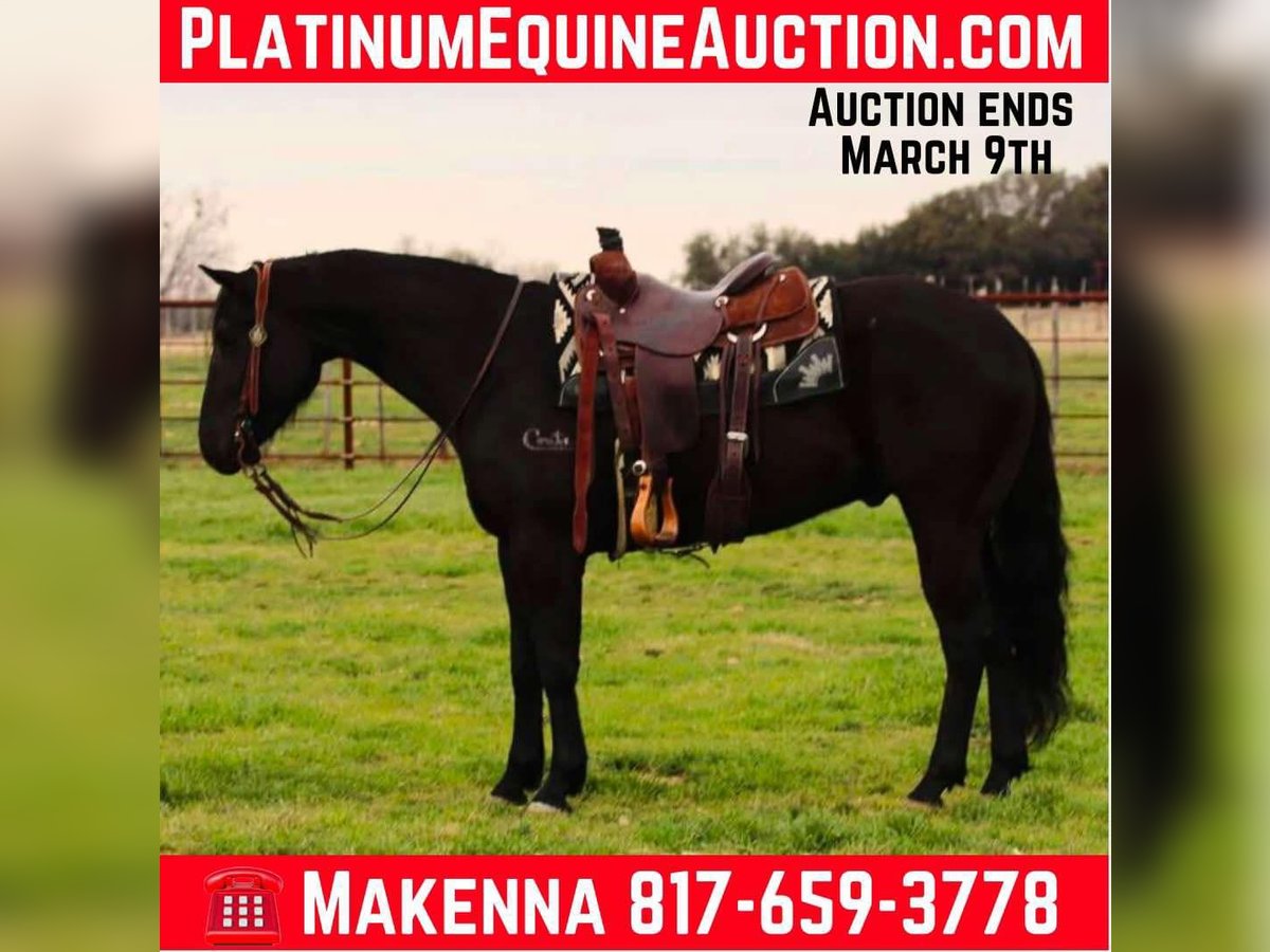 Quarter horse américain Hongre 5 Ans 152 cm Noir in Lipan TX