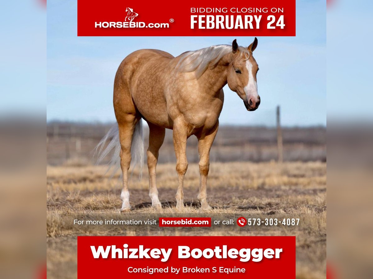 Quarter horse américain Hongre 5 Ans 152 cm Palomino in Marshall, MO