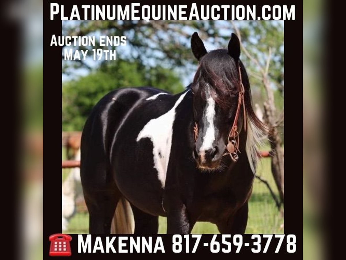 Quarter horse américain Hongre 5 Ans 152 cm Tobiano-toutes couleurs in Breckenridge TX