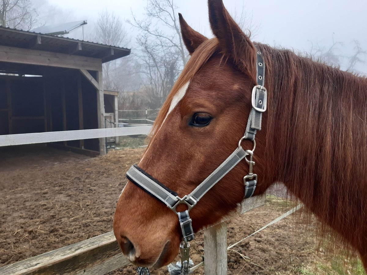 Quarter horse américain Croisé Hongre 5 Ans 155 cm Alezan brûlé in Suderburg