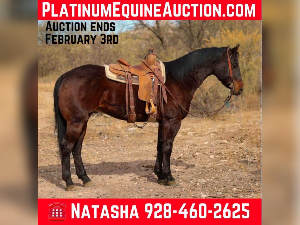 Quarter horse américain Hongre 5 Ans 155 cm Bai cerise in Camp Verde, AZ