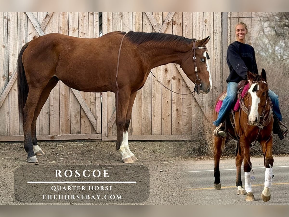 Quarter horse américain Croisé Hongre 5 Ans 155 cm Bai cerise in Fort Collins, CO