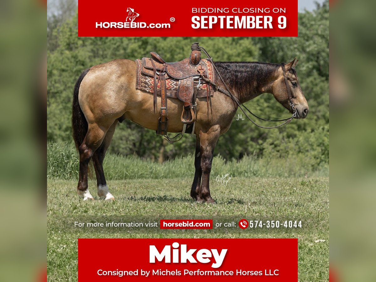 Quarter horse américain Hongre 5 Ans 155 cm Buckskin in River Falls, WI