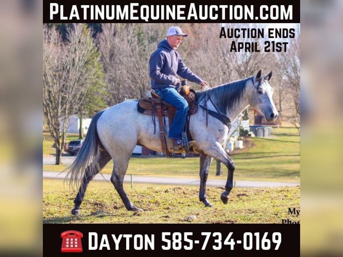 Quarter horse américain Hongre 5 Ans 155 cm Gris pommelé in Warsaw NY