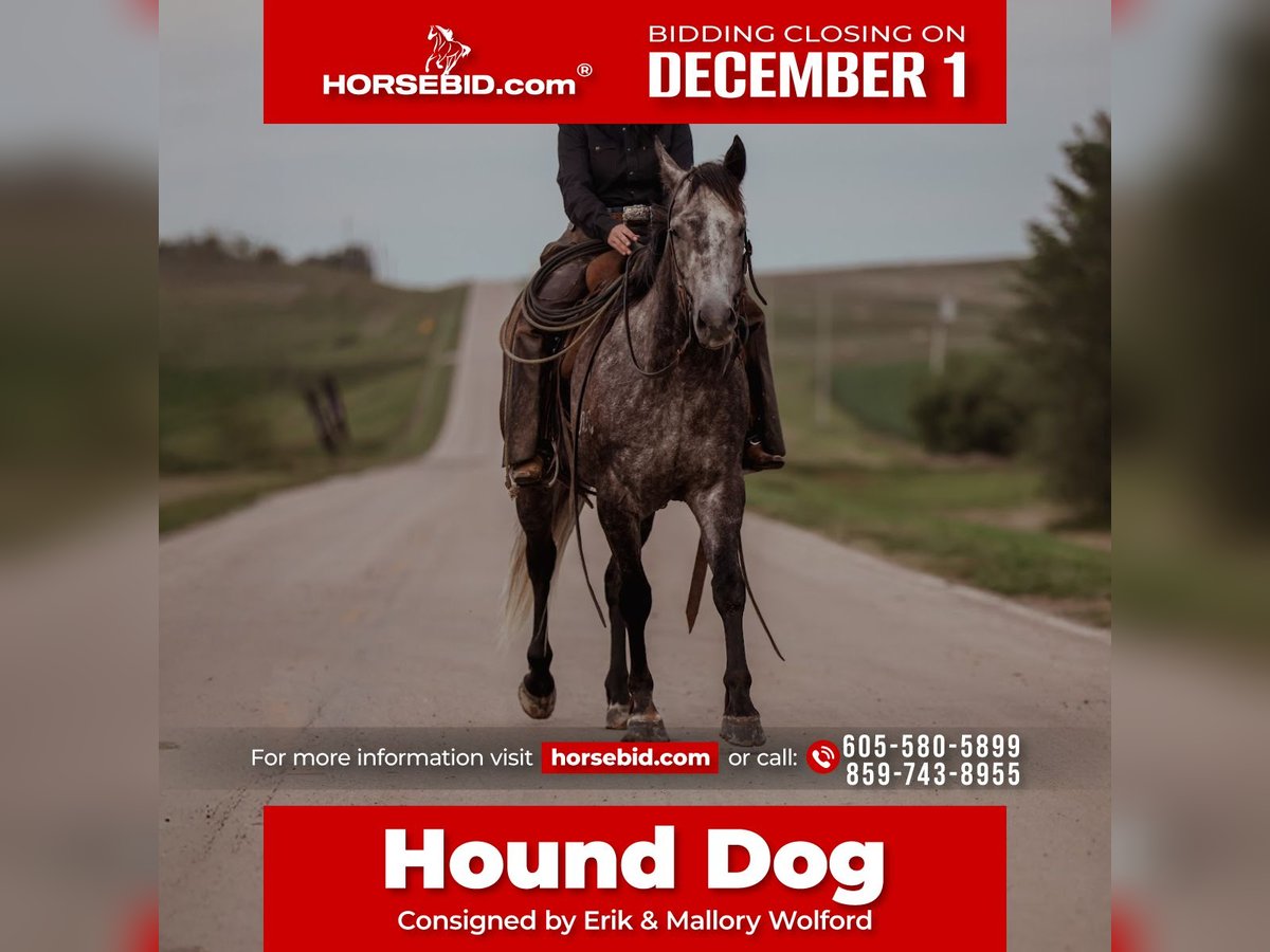 Quarter horse américain Hongre 5 Ans 155 cm Gris in Whitewood