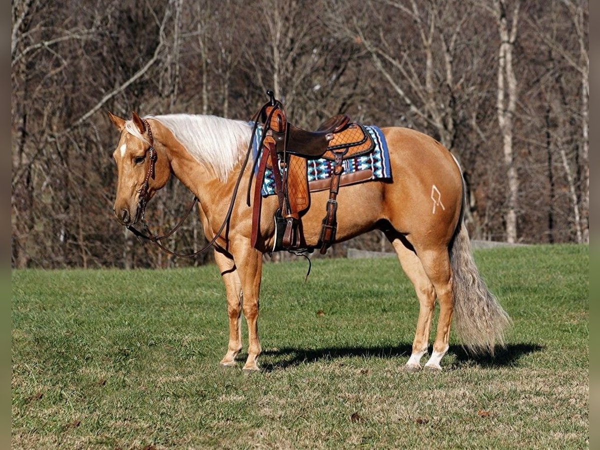 Quarter horse américain Hongre 5 Ans 157 cm Palomino in Mount Vernon, Ky