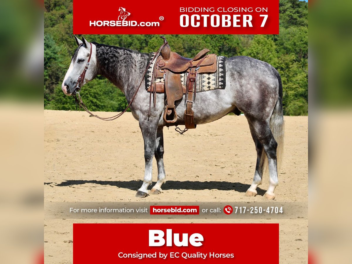 Quarter horse américain Hongre 5 Ans 160 cm Gris in Beaver Springs, PA