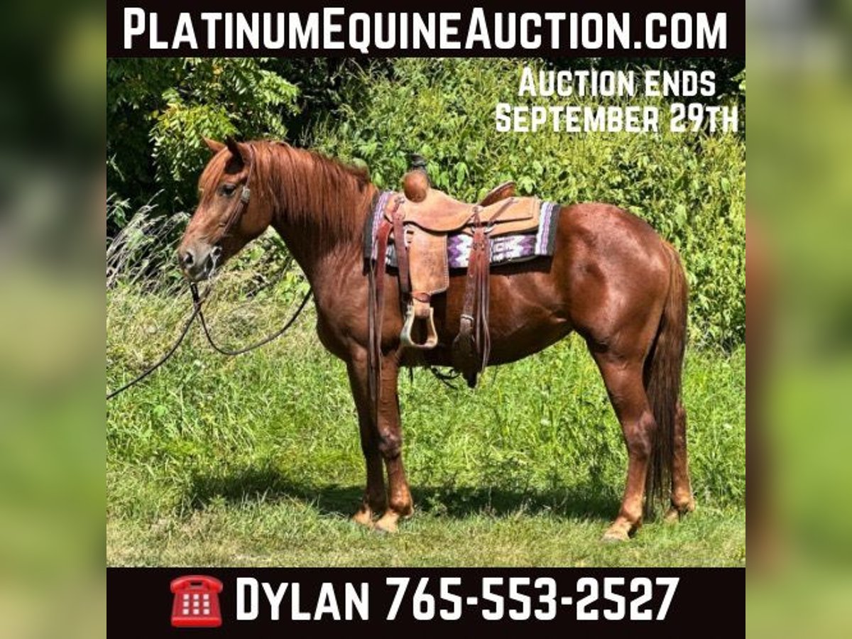 Quarter horse américain Hongre 5 Ans 163 cm Alezan brûlé in Van Horne IA