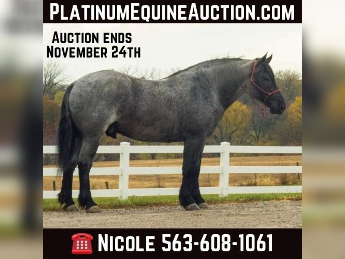 Quarter horse américain Hongre 5 Ans 163 cm Rouan Bleu in Bloomfield IA