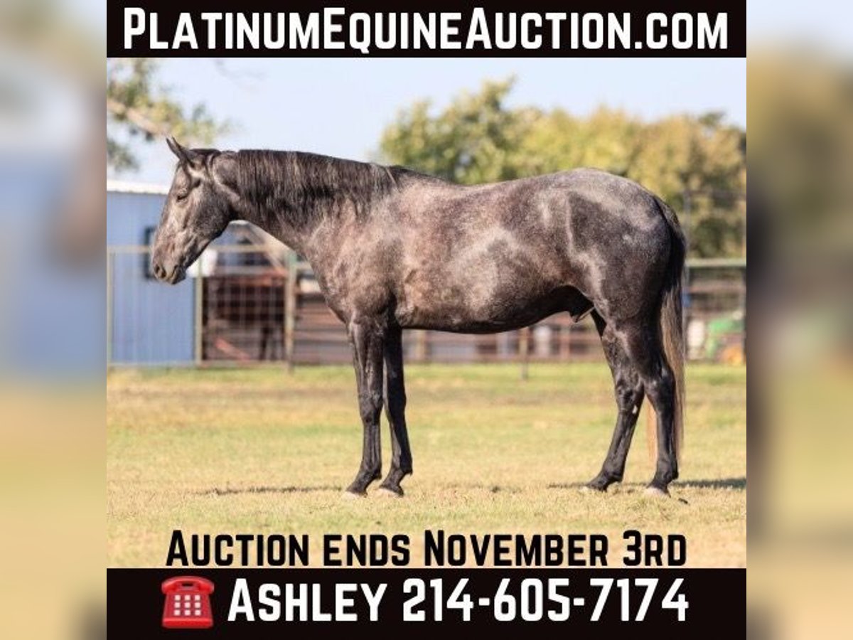 Quarter horse américain Hongre 5 Ans 165 cm Gris in Weatherford TX