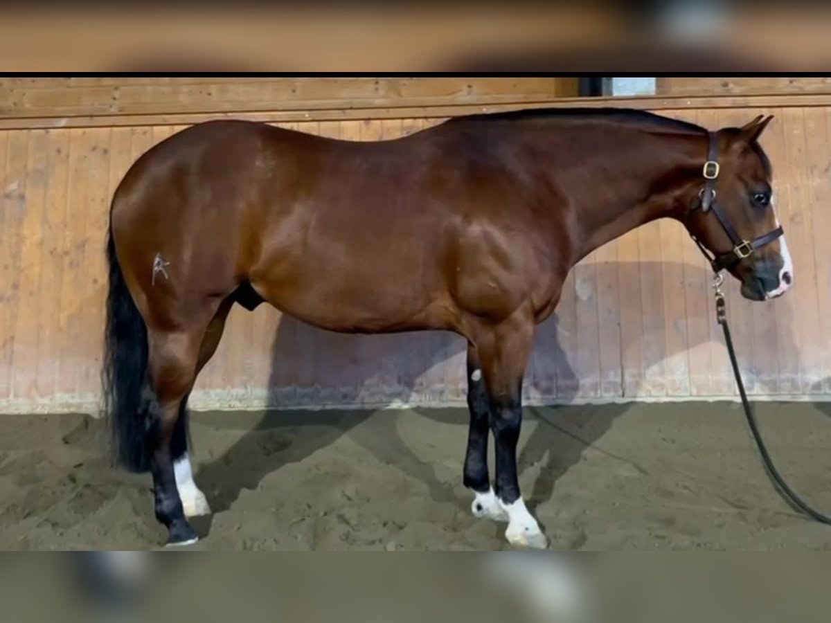 Quarter horse américain Hongre 5 Ans Bai brun in Brescia