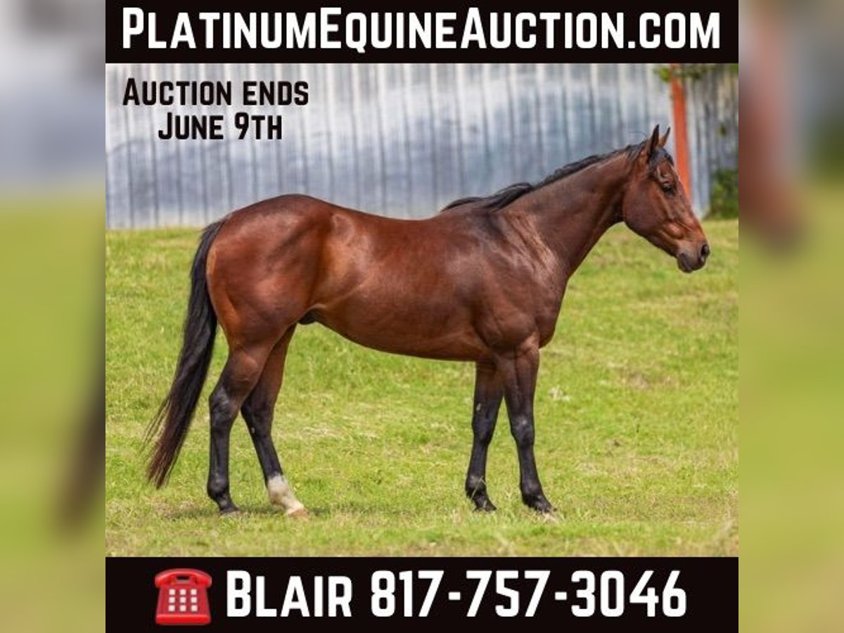 Quarter horse américain Hongre 5 Ans Bai cerise in Wetherford TX