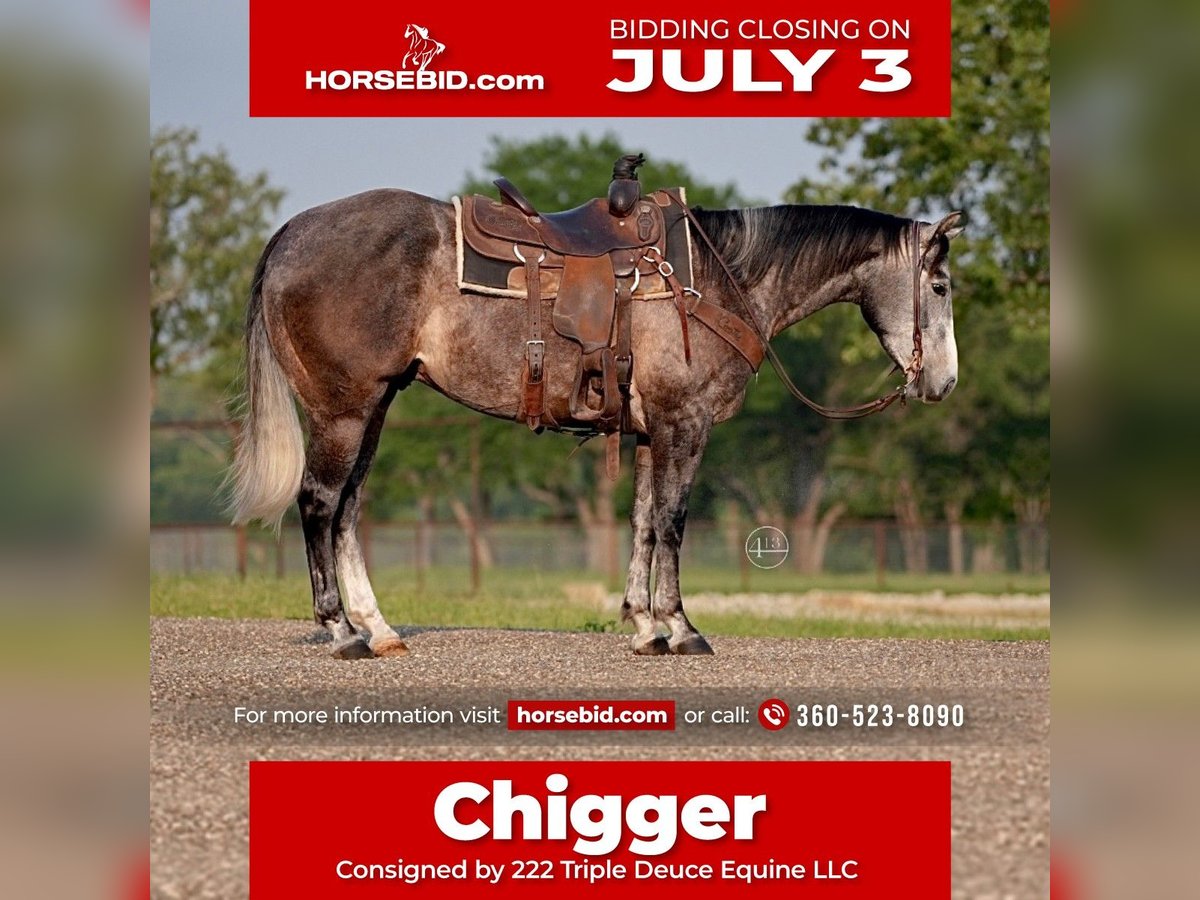 Quarter horse américain Hongre 5 Ans Gris pommelé in Weatherford, TX